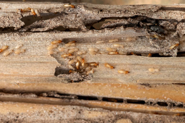 Flea Control Services in Bronson, MI